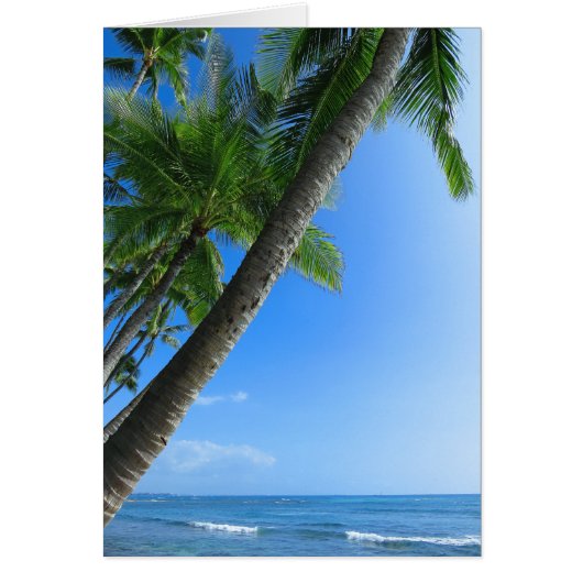 Coconut Palms Cards (Front)