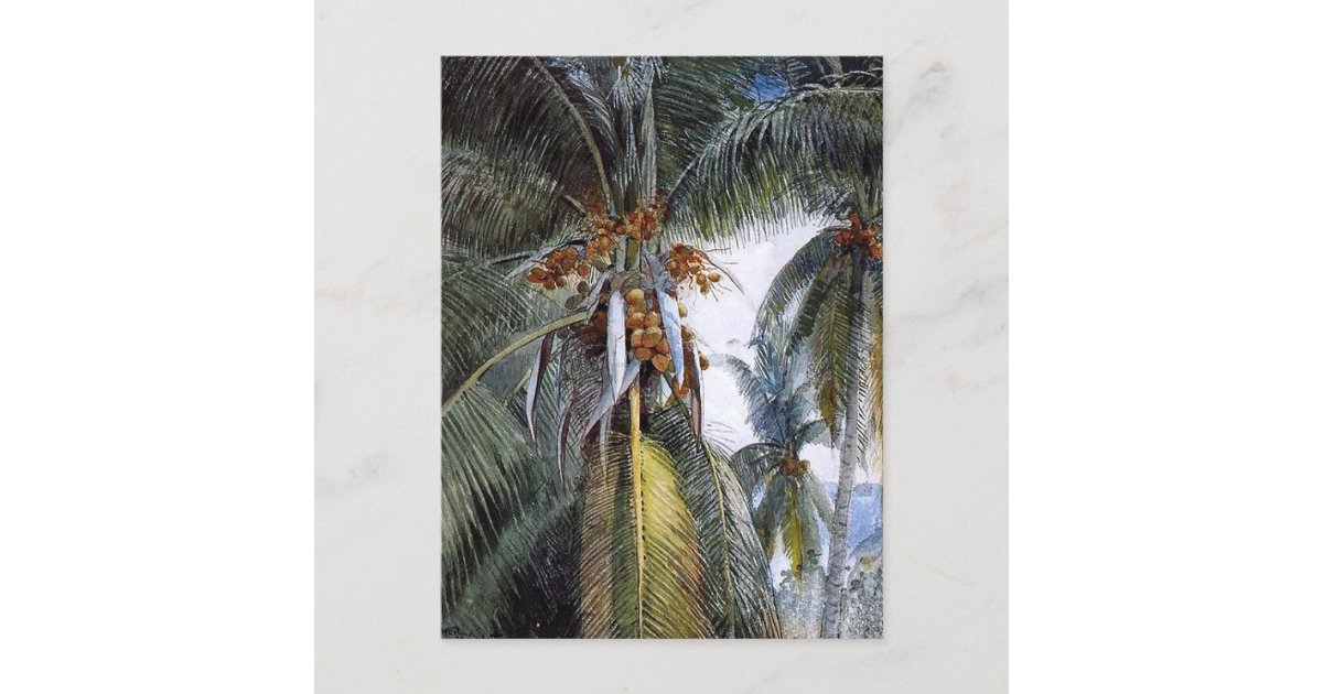 Coconut Palms, Key West, Florida, Postcard Zazzle