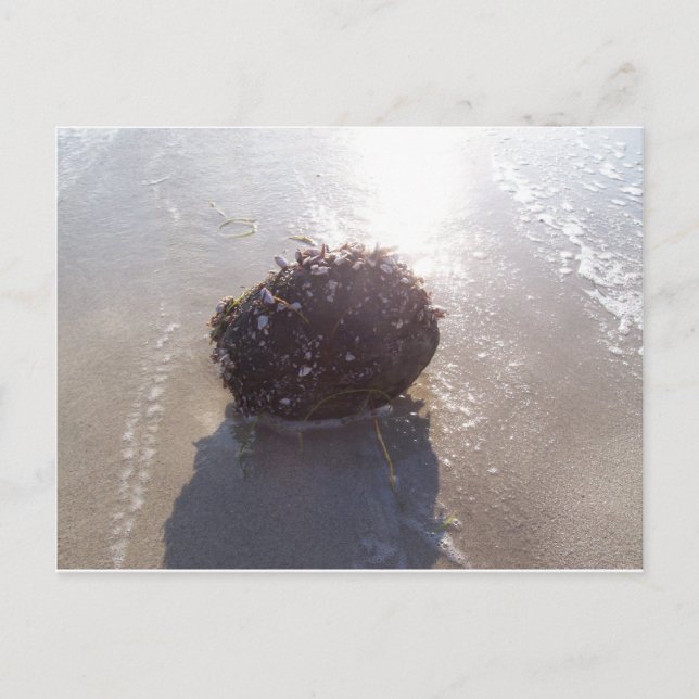 Coconut Postcard (Front)