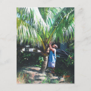Coconut Shade 2014 Postcard