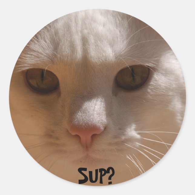 Coconut the cat--SUP? Classic Round Sticker (Front)