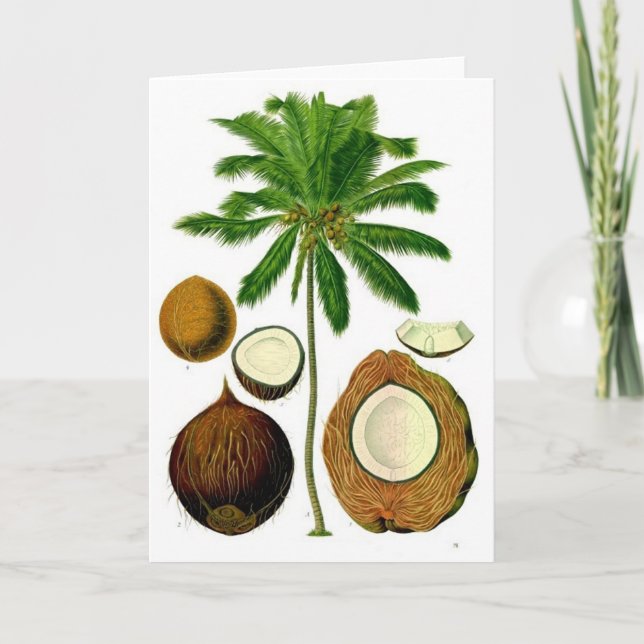 Coconut Tree Botanical Illustration Card (Front)