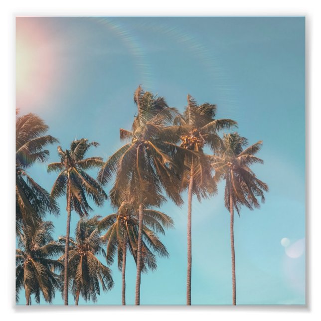 Coconut tree photo print (Front)