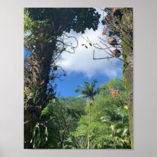 Coconut Tree Poster