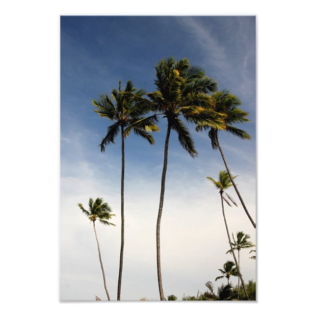 Coconut Trees Brazil Photo Print (Front)