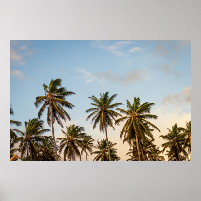 Coconut trees under cloudy sky in the morning poster (Front)