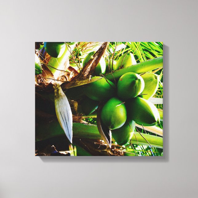 Coconuts ~ Canvas Art ~ Trinidad (Front)