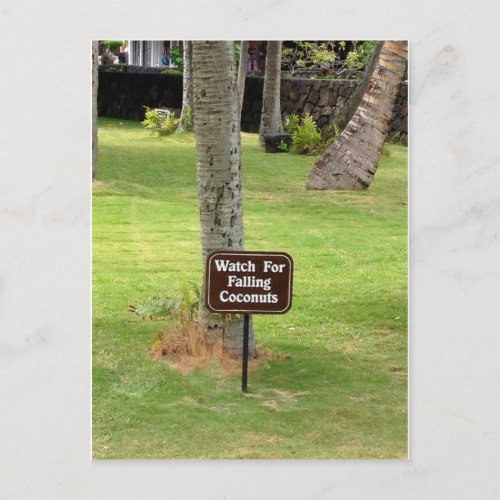 Coconuts Hawaii Warning Sign Postcard
