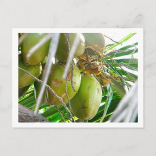 Coconuts on Palmtree Postcard