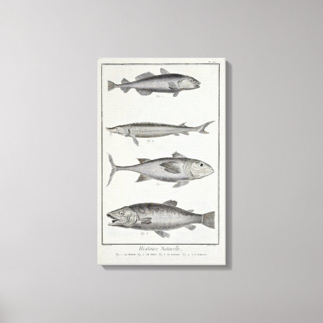 Cod, Tuna, Salmon and Sturgeon Canvas Print (Front)