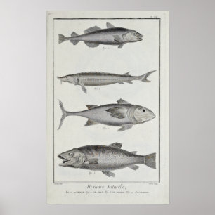 Cod, Tuna, Salmon and Sturgeon Poster