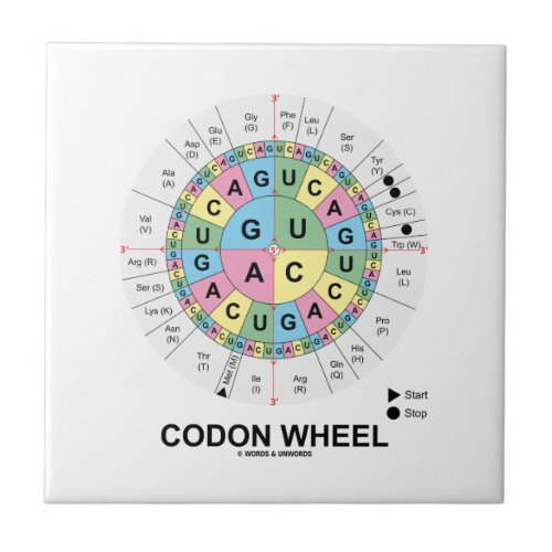 Codon Wheel RNA Codons Amino Acids Tile