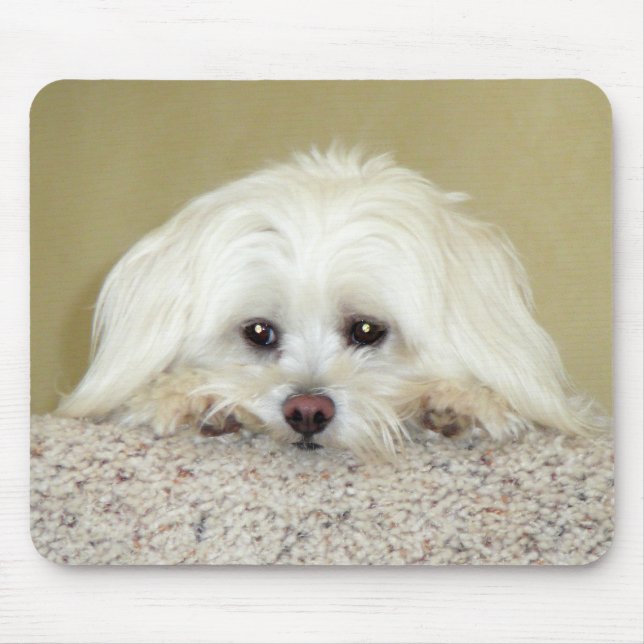 'CODY'  Sweet LittleMaltese photo at top of stairs Mouse Pad (Front)