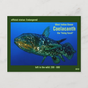 Coelaconth, the "Living Fossil Fish" is endangered Postcard