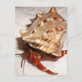 Coenobita violascus hermit crab baby postcard