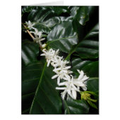 Coffee Blossoms (Front)
