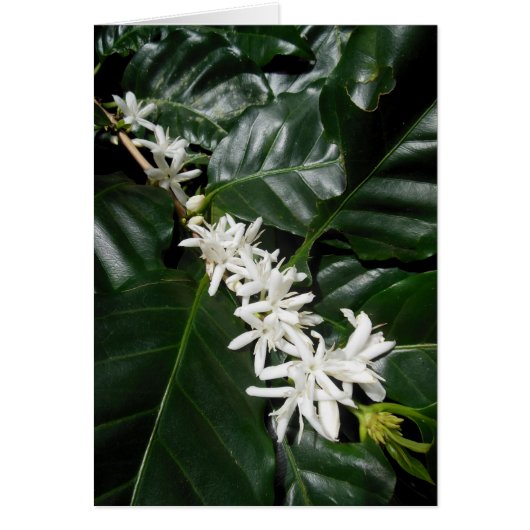 Coffee Blossoms Cards (Front)