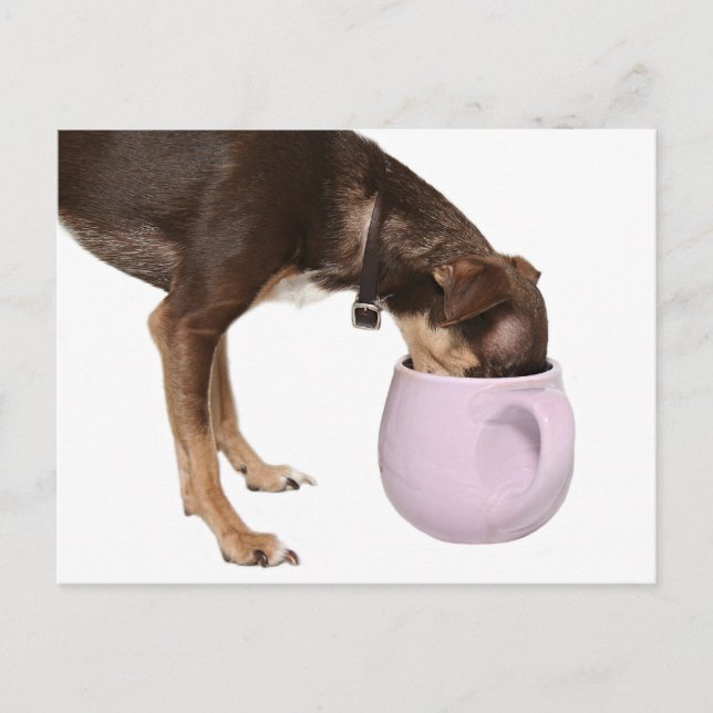 Coffee drinking chihuahua postcard (Front)