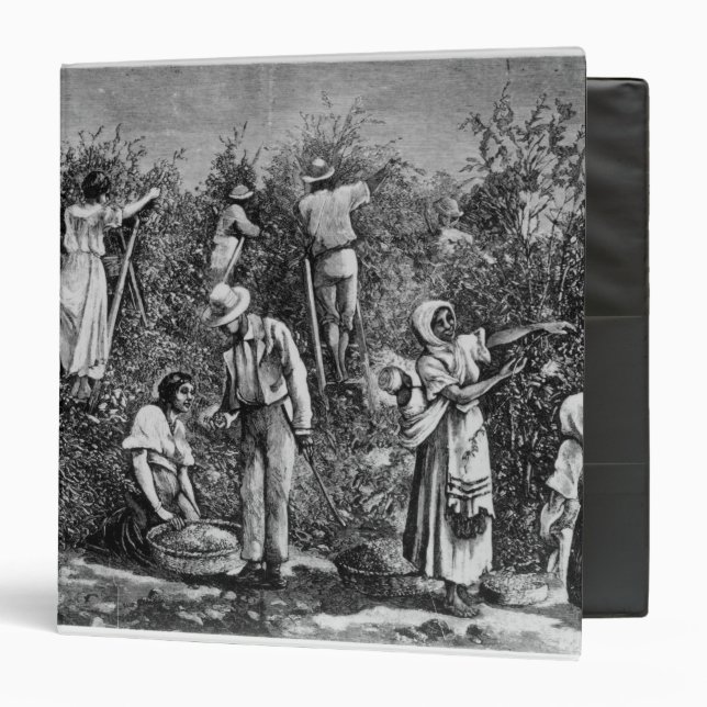 Coffee Harvest 3 Ring Binder (Front/Inside)