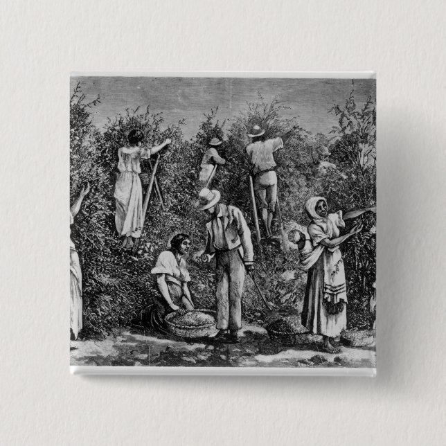 Coffee Harvest Pinback Button (Front)