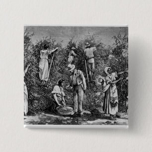 Coffee Harvest Pinback Button