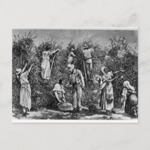 Coffee Harvest Postcard