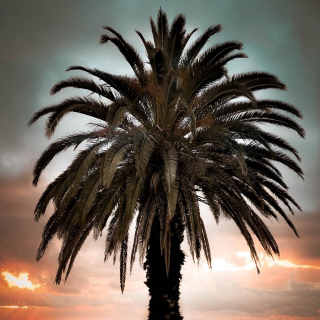 Coffee Mug Living my best life palm tree & sunset (Creator Uploaded)