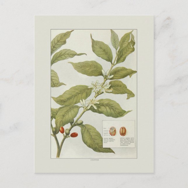 Coffee Postcard (Front)