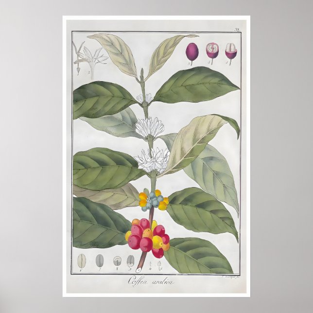 Coffee Poster Botanical Print Arabica Art Cafe (Front)