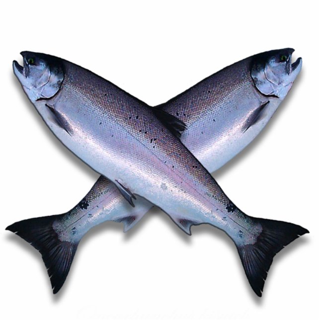 Coho Salmon Cross Photo Sculpture (Front)