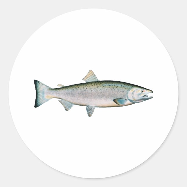 Coho - Silver Salmon (ocean phase) Classic Round Sticker (Front)