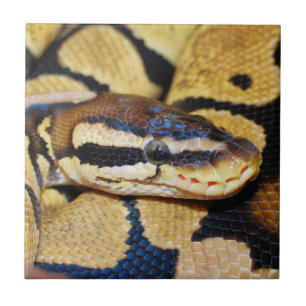 Coiled Ball Python Closeup Ceramic Tile