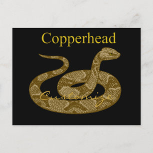 Coiled Copperhead Snake Thunder_Cove Postcard