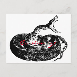 Coiled Rattlesnake Thunder_Cove Postcard