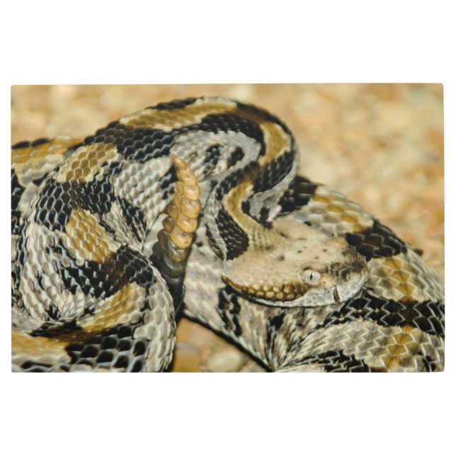 Coiled Timber Rattlesnake Metal Print (Front)
