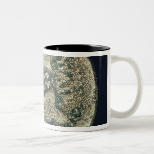 Coin with heads of Julius Caesar  and Augustus Two_Tone Coffee Mug