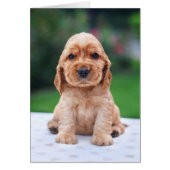 Coker Spaniel Puppy (Front)
