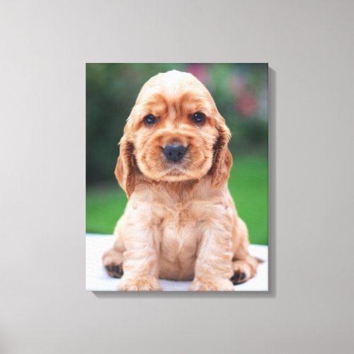 Coker Spaniel Puppy Canvas Print
