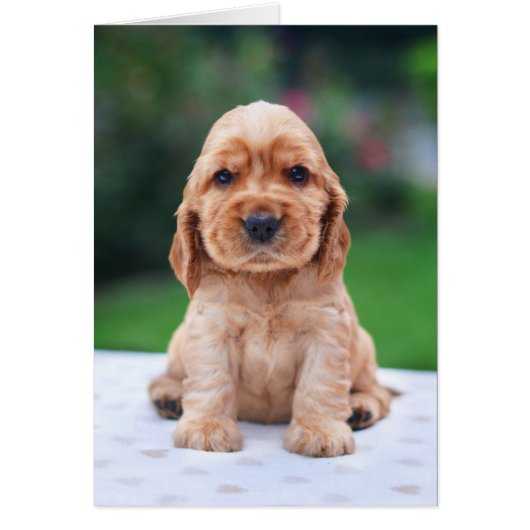 Coker Spaniel Puppy Cards (Front)