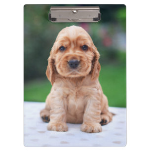 Coker Spaniel Puppy Clipboard