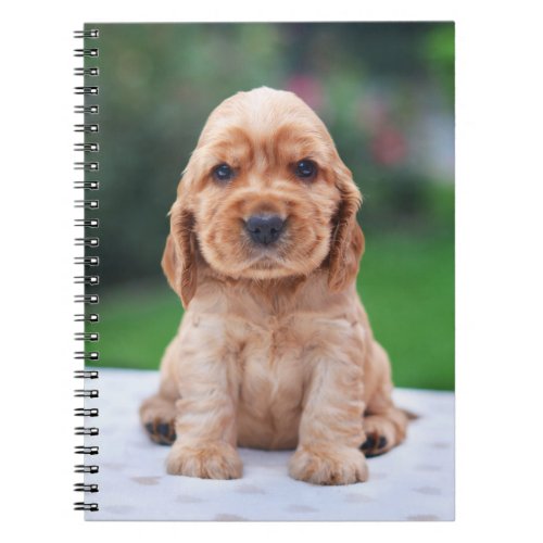 Coker Spaniel Puppy Notebook