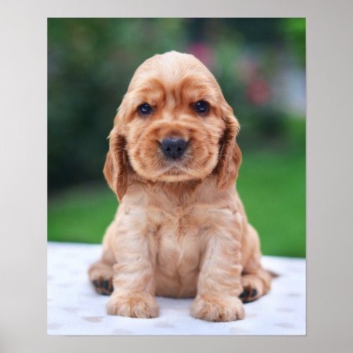 Coker Spaniel Puppy Poster