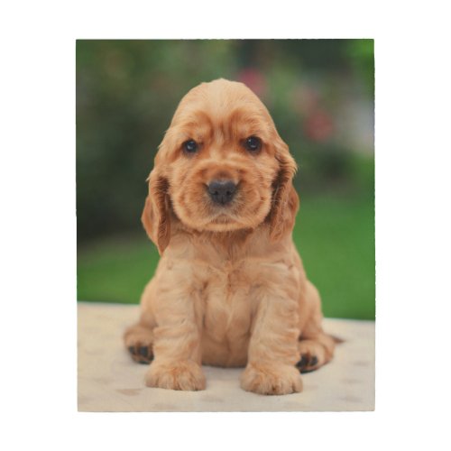 Coker Spaniel Puppy Wood Wall Decor