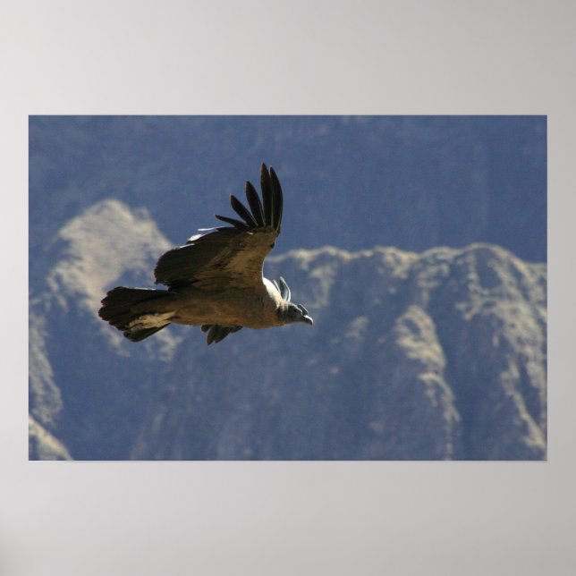 Colca Canyon Condor Poster (Front)