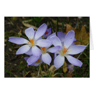 Colchicum autumnale cards