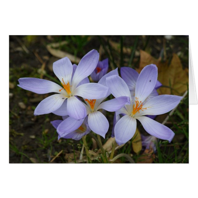 Colchicum autumnale cards (Front Horizontal)