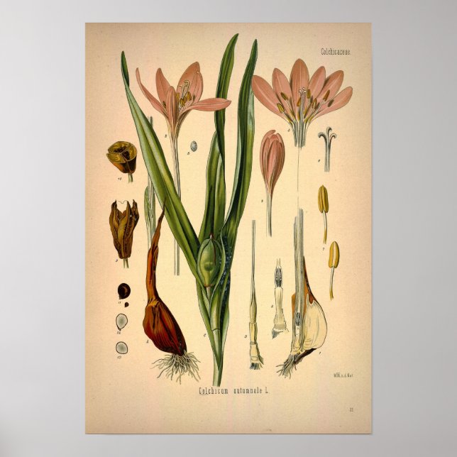 Colchicum Autumnale known as Autumn Crocus Poster (Front)