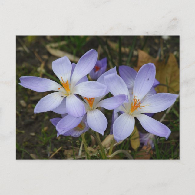 Colchicum autumnale postcard (Front)