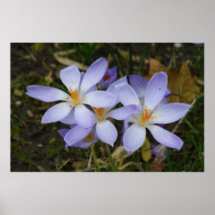Colchicum autumnale poster