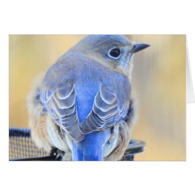 Cold Bluebird in NH Cards (Front Horizontal)